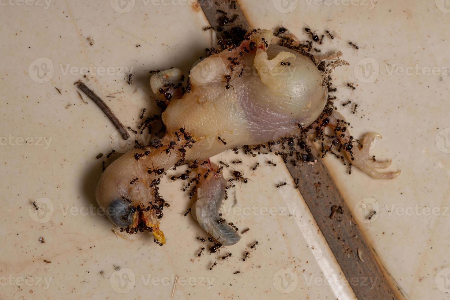 fourmis s'attaquant à un oiseau mort photo