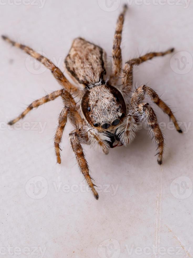 araignée sauteuse mur gris photo