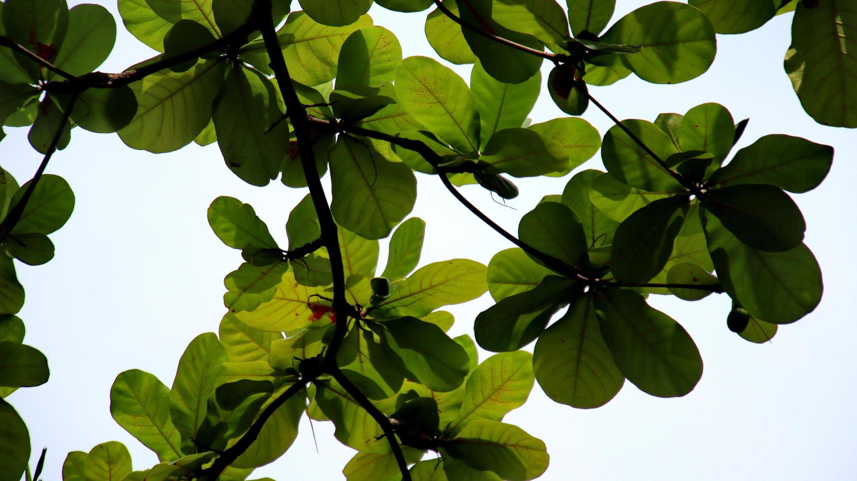 feuilles de ketapan avec un fond de ciel éblouissant photo