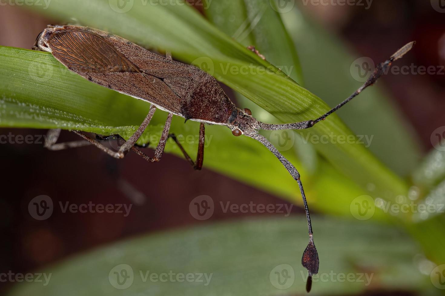 accouplement de punaises à pieds feuilles adultes photo