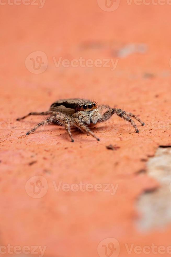 Araignée sauteuse mur gris femelle adulte photo