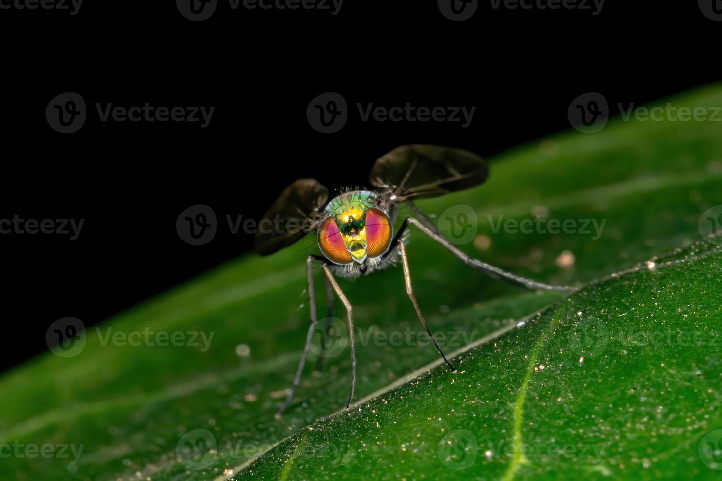 mouche verte à longues pattes photo