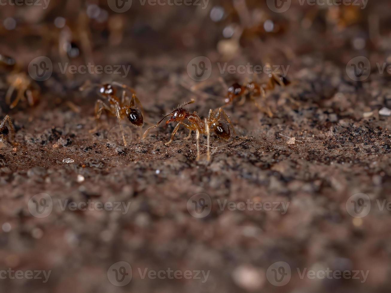 fourmis à grosse tête photo