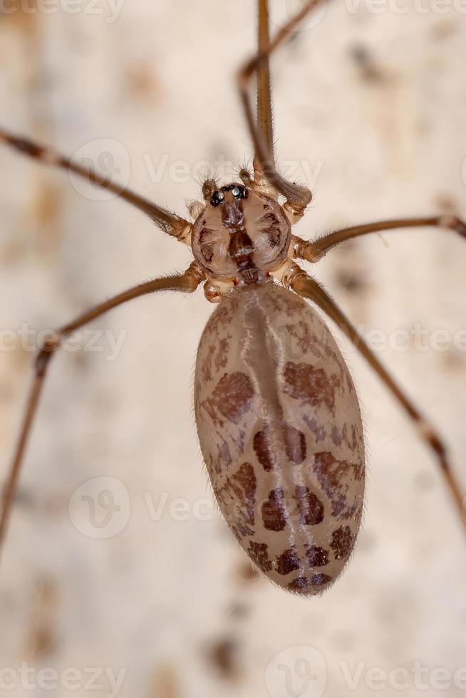 araignée de cave adulte photo