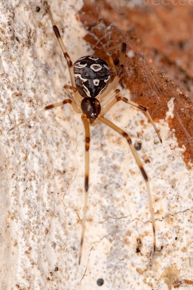 araignée veuve brune photo