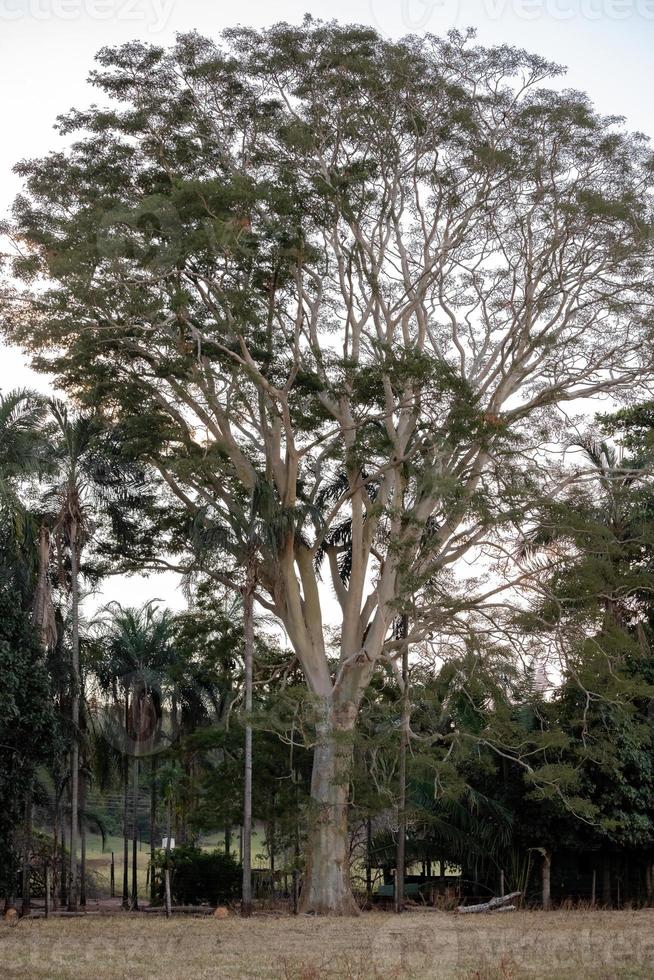 grand arbre angiosperme photo