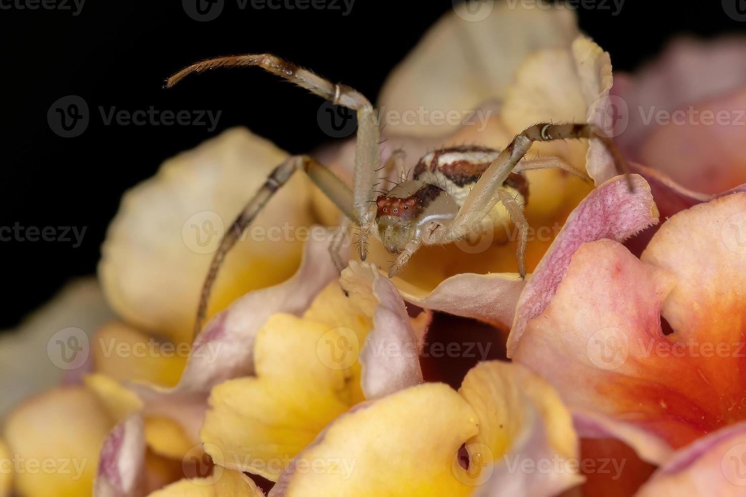 petite araignée crabe photo