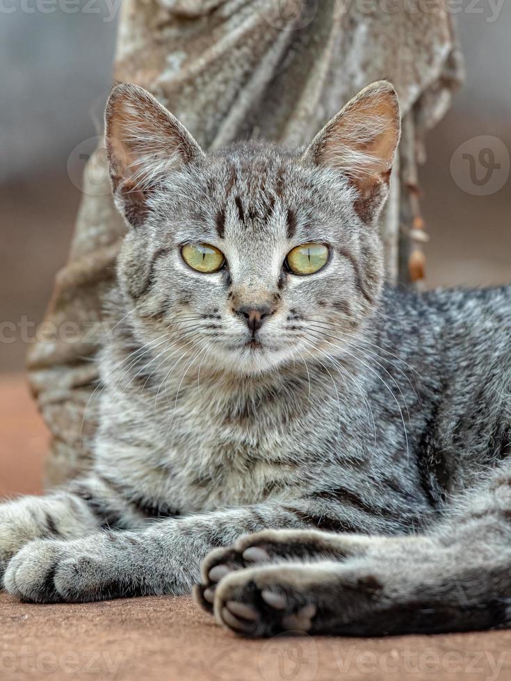 chat domestique sauvage photo