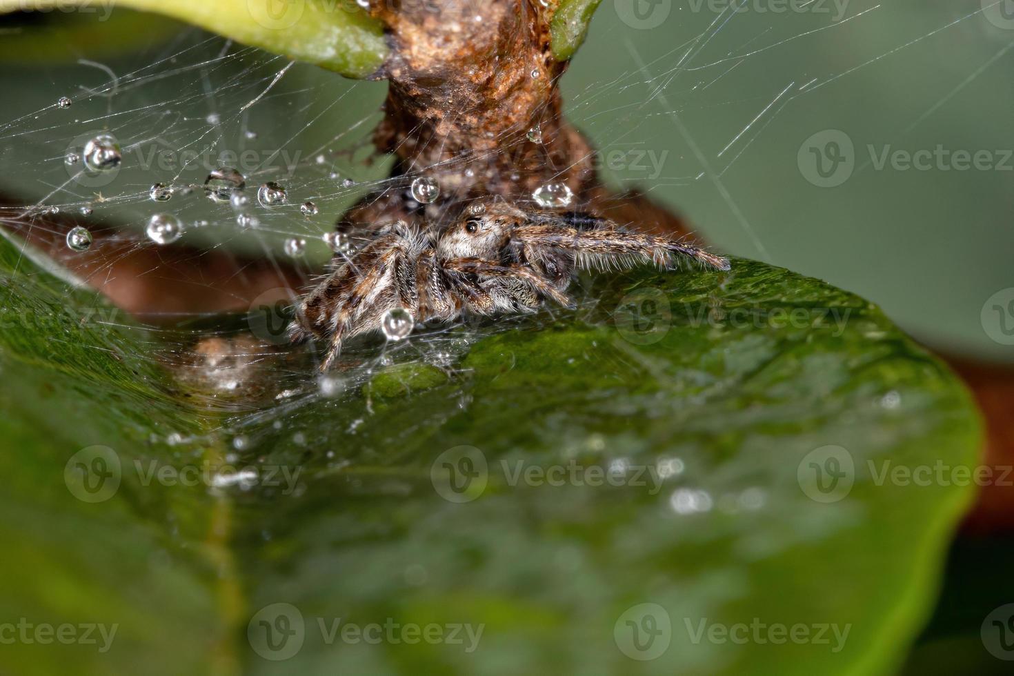 araignée sauteuse mâle photo