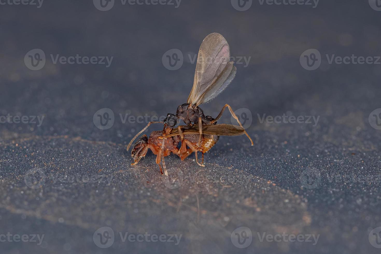 petites fourmis adultes à champignons photo