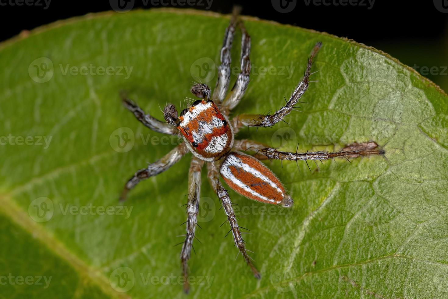 araignée sauteuse mâle adulte photo