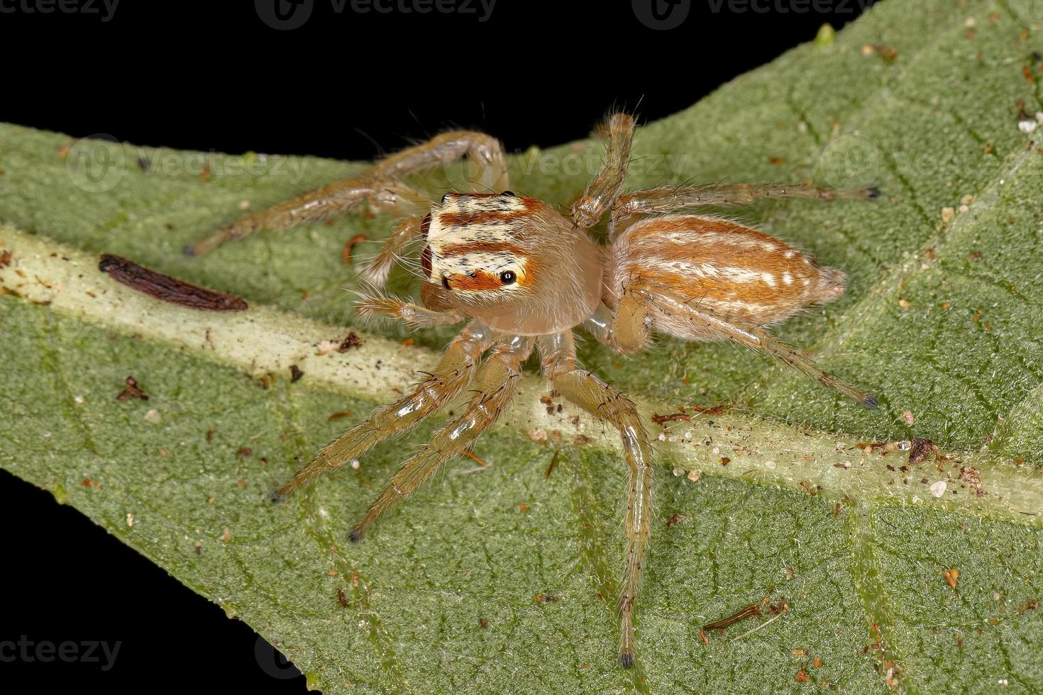 petite araignée sauteuse photo