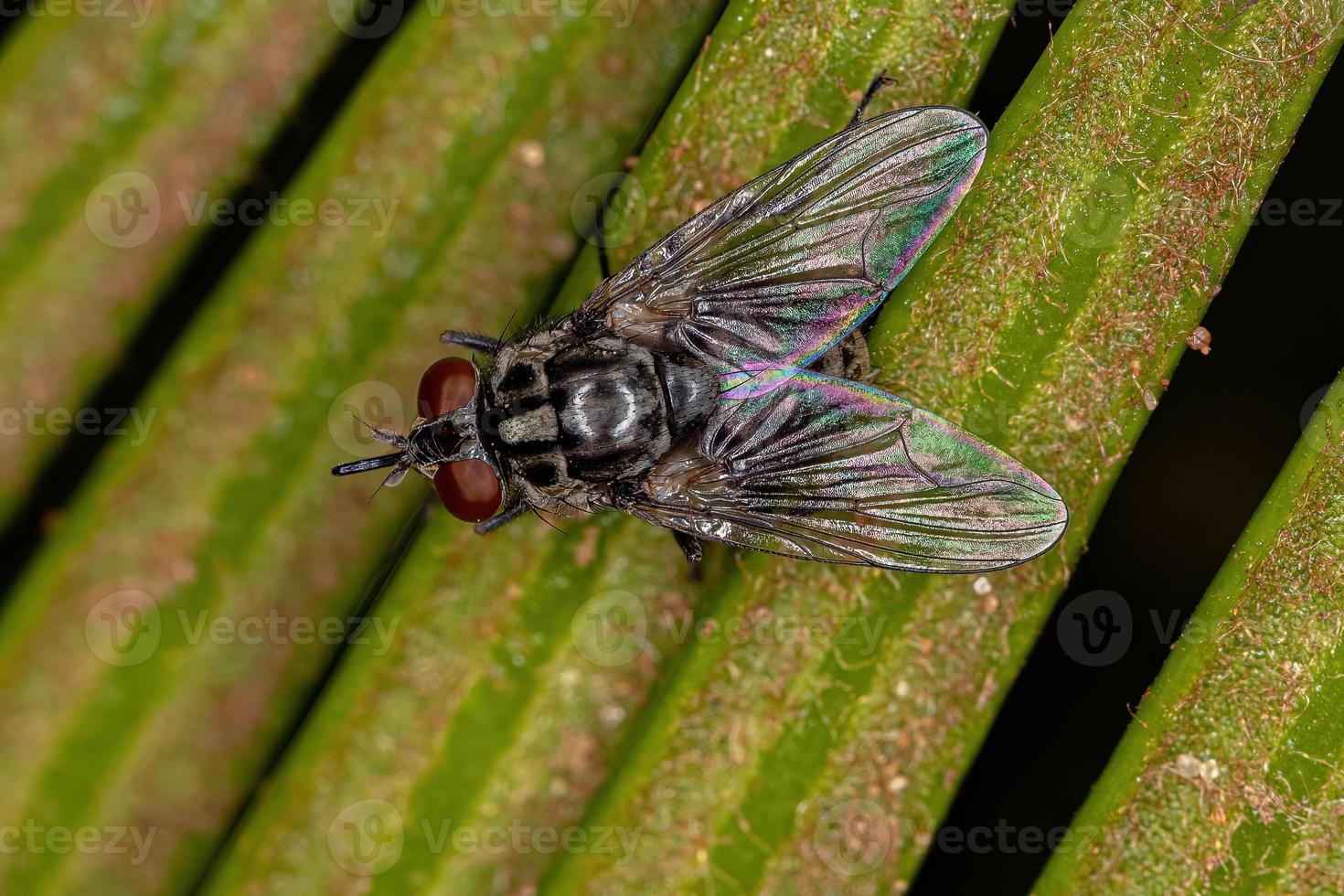 mouche domestique adulte photo