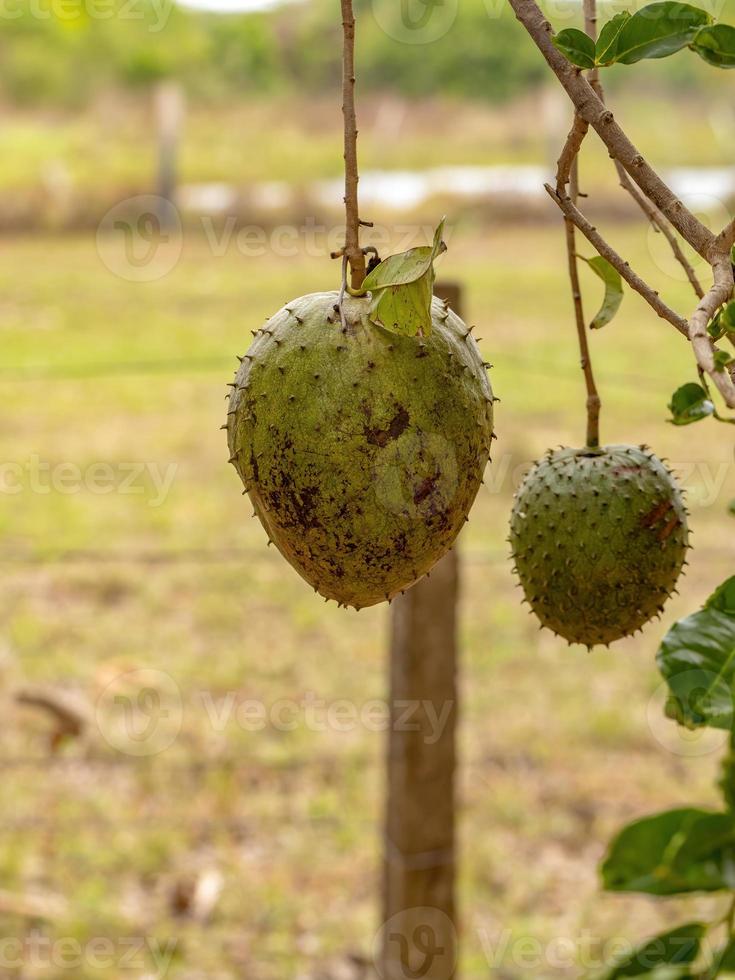 fruit de corossol vert photo
