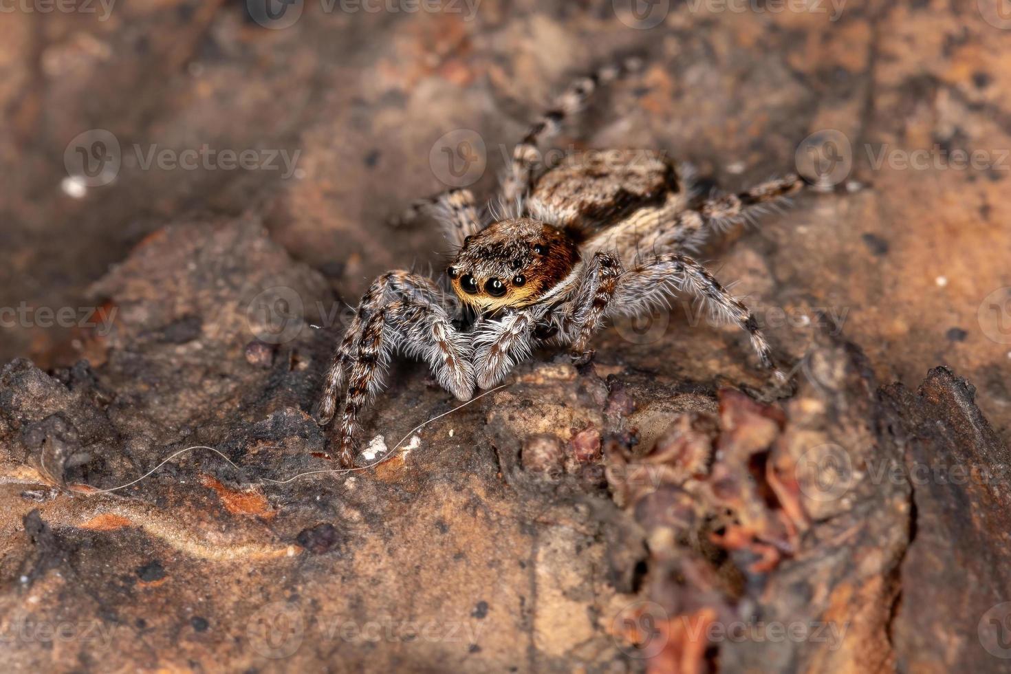 Araignée sauteuse mur gris adulte femelle photo