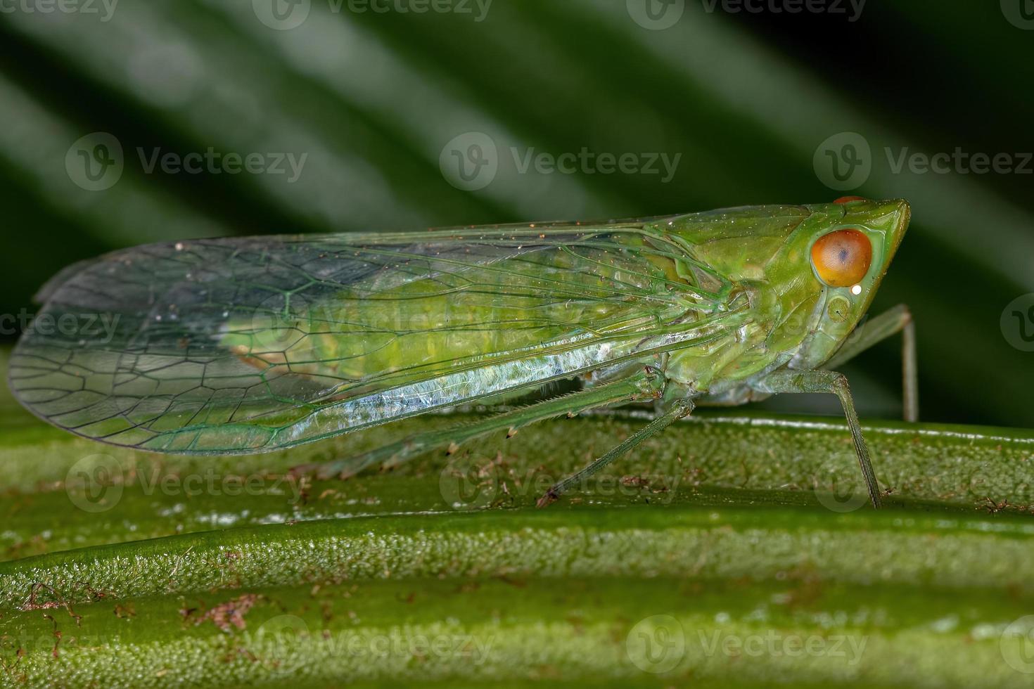 insecte cicadelle verte adulte photo