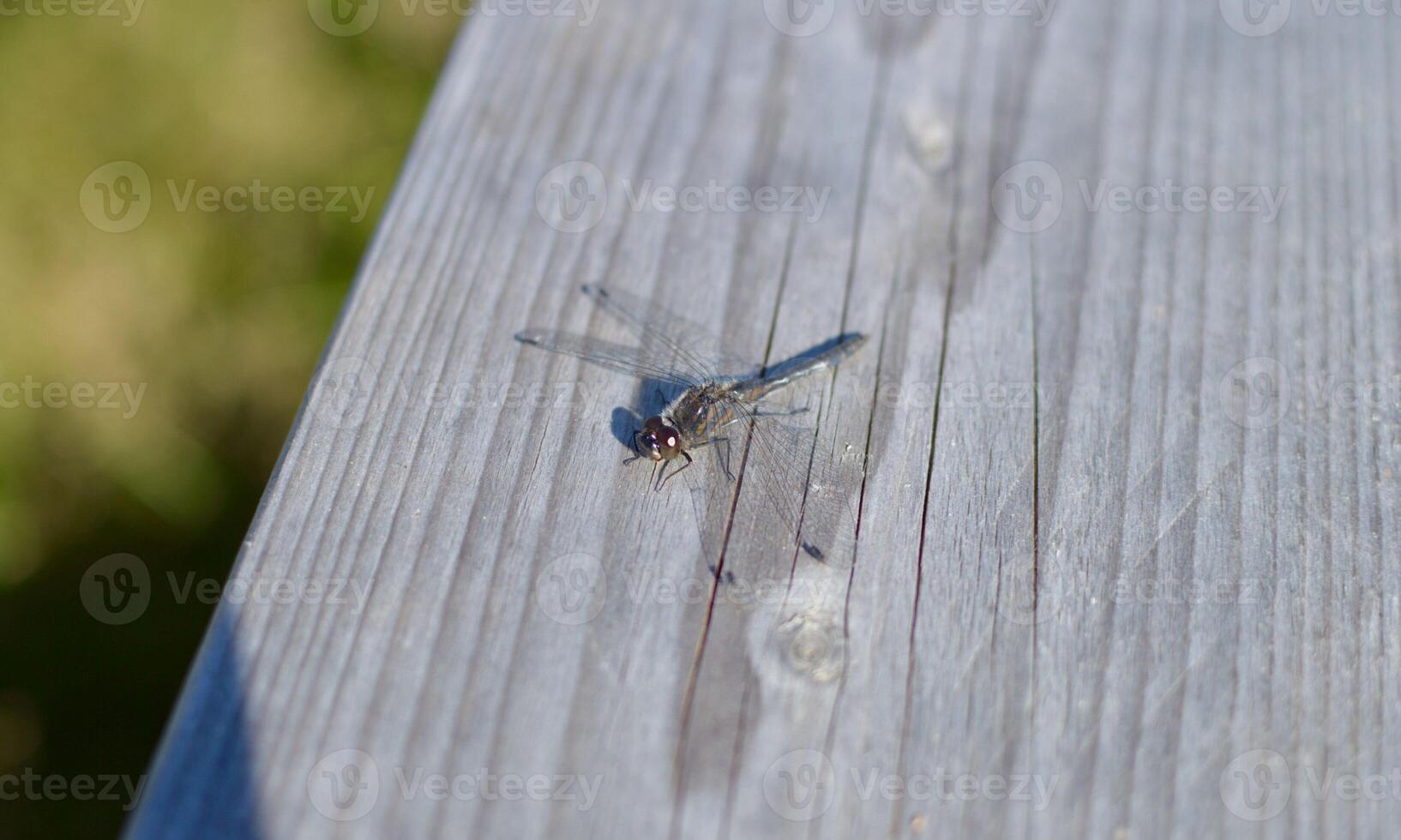 très détaillé macro photo de une libellule. macro tir, montrant détails de le libellule yeux et ailes. magnifique libellule dans Naturel habitat