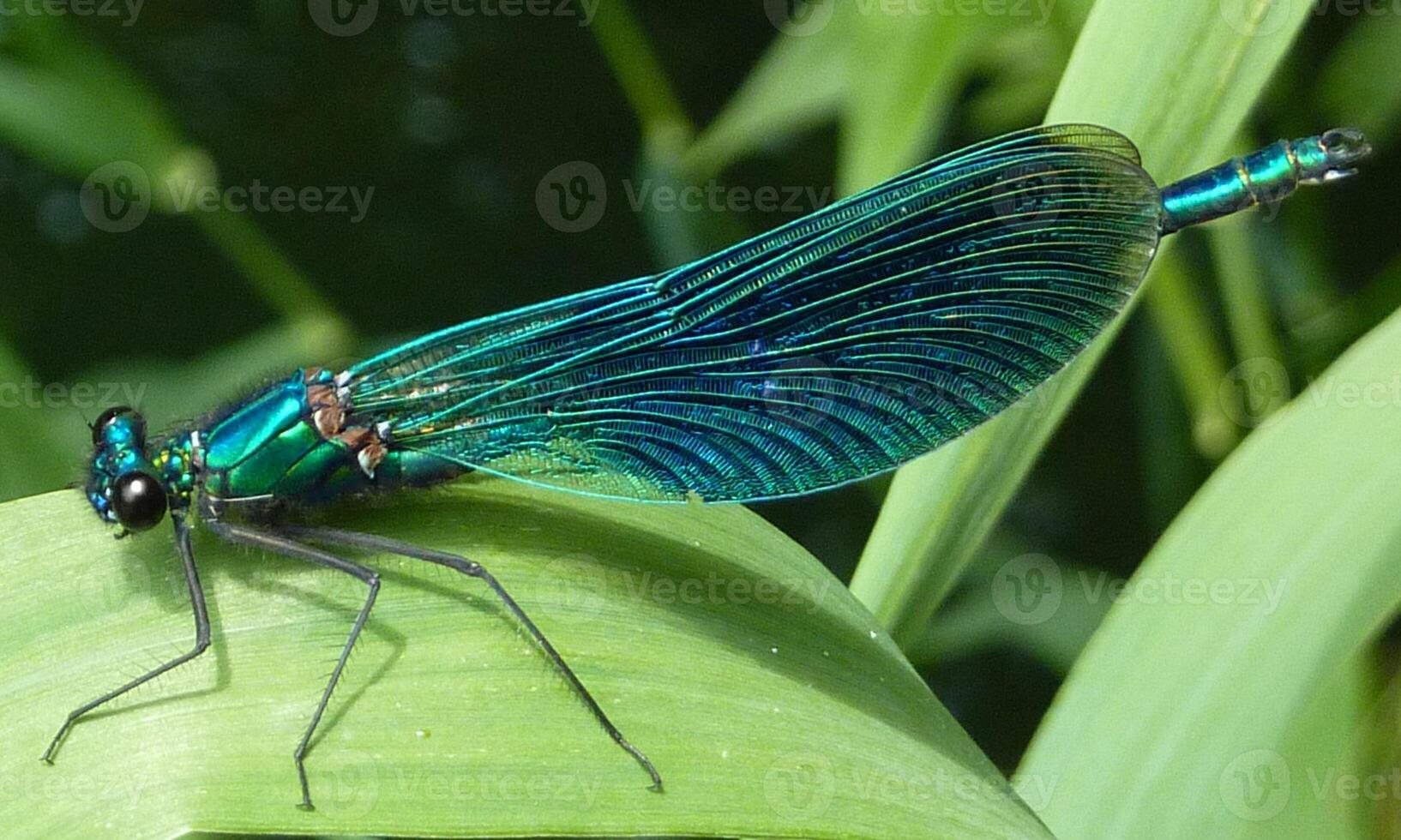 très détaillé macro photo de une libellule. macro tir, montrant détails de le libellule yeux et ailes. magnifique libellule dans Naturel habitat