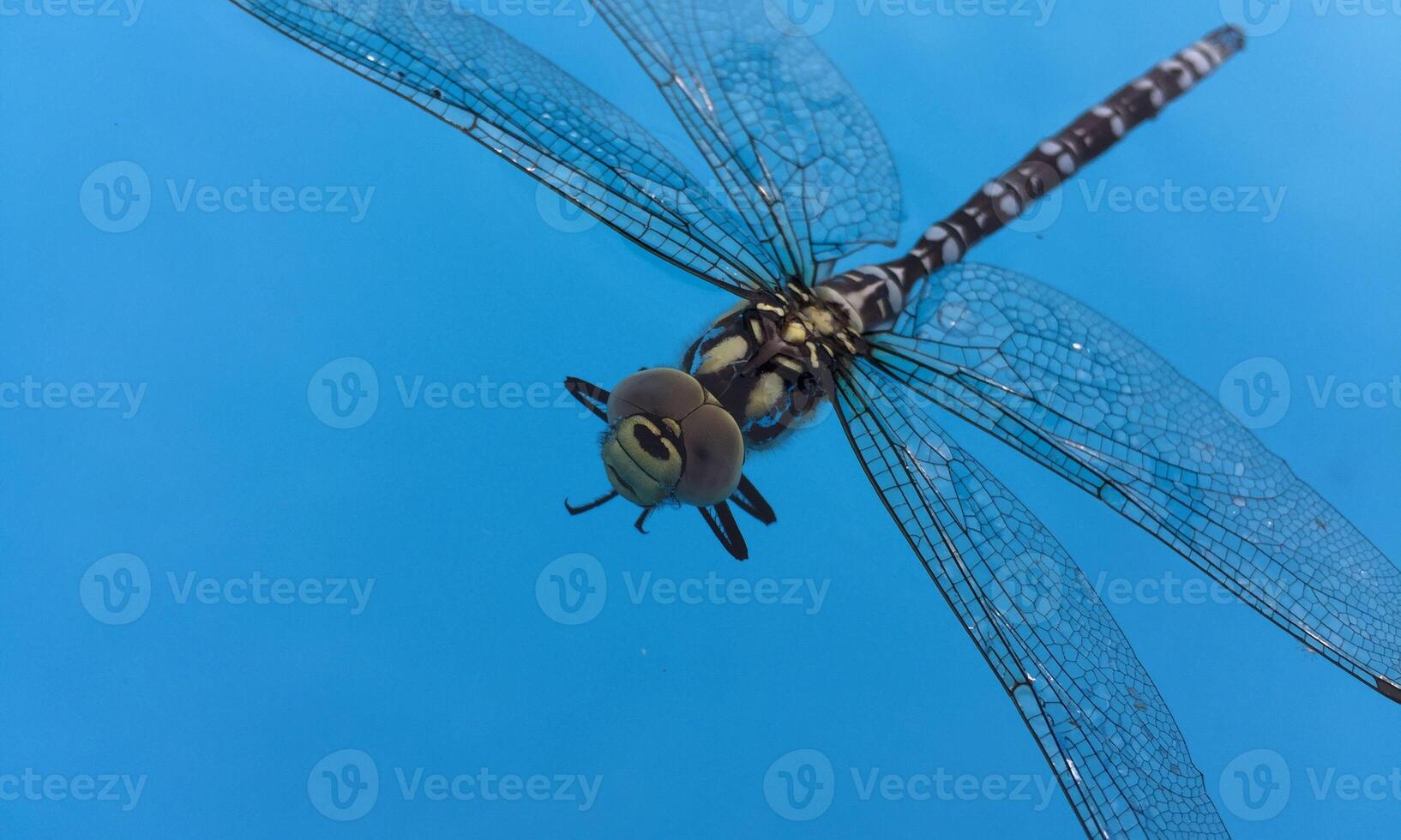 très détaillé macro photo de une libellule. macro tir, montrant détails de le libellule yeux et ailes. magnifique libellule dans Naturel habitat