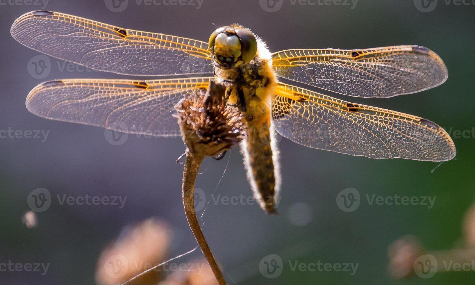 très détaillé macro photo de une libellule. macro tir, montrant détails de le libellule yeux et ailes. magnifique libellule dans Naturel habitat