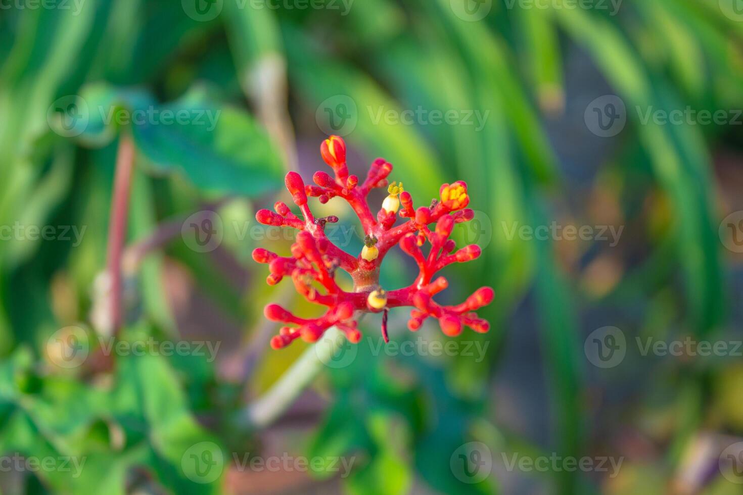 goutte tige ou jatropha Podagrica, Rhubarbe, Bouddha ventre usine, bouteilleplante arbuste photo