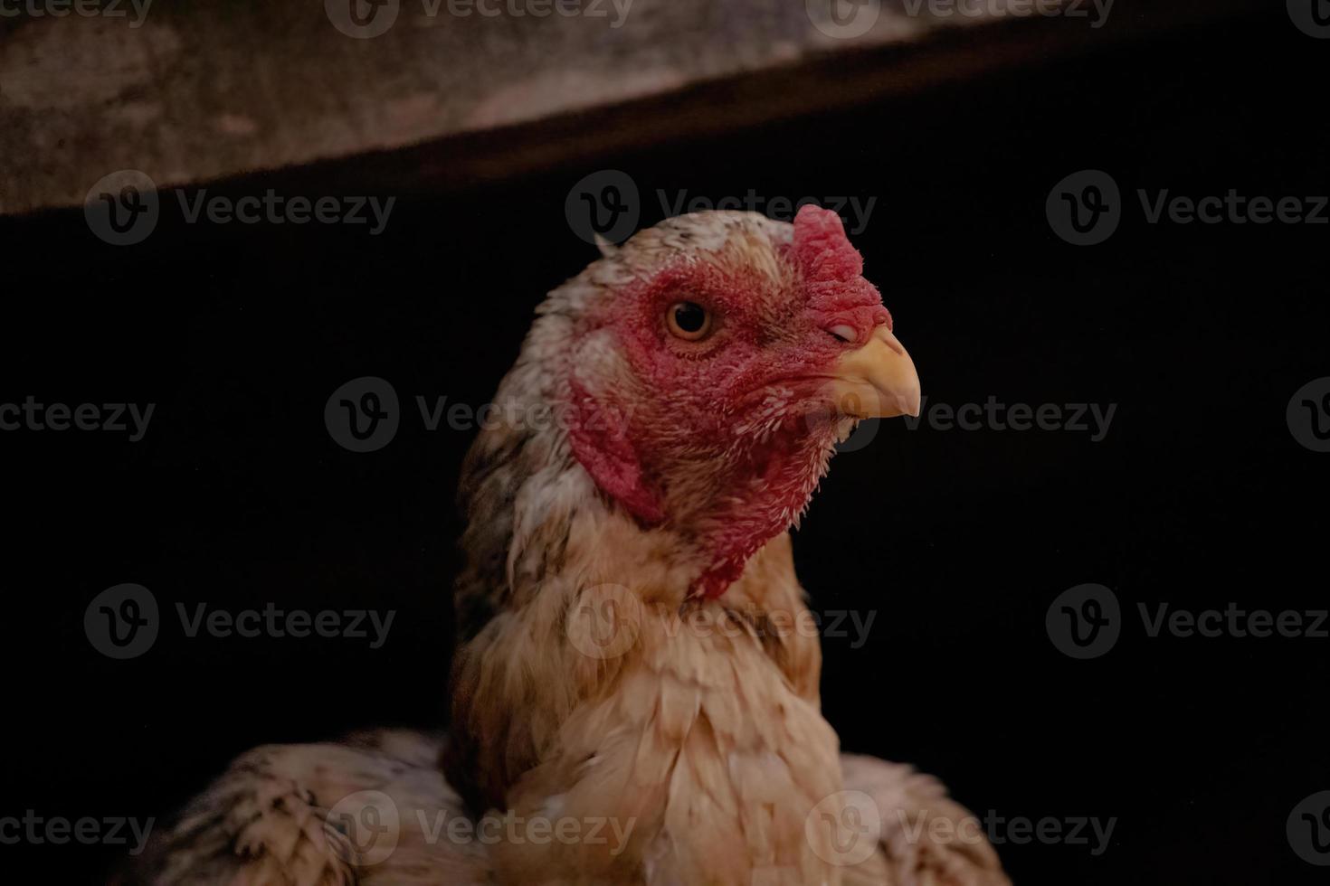 poulet animal domestique photo