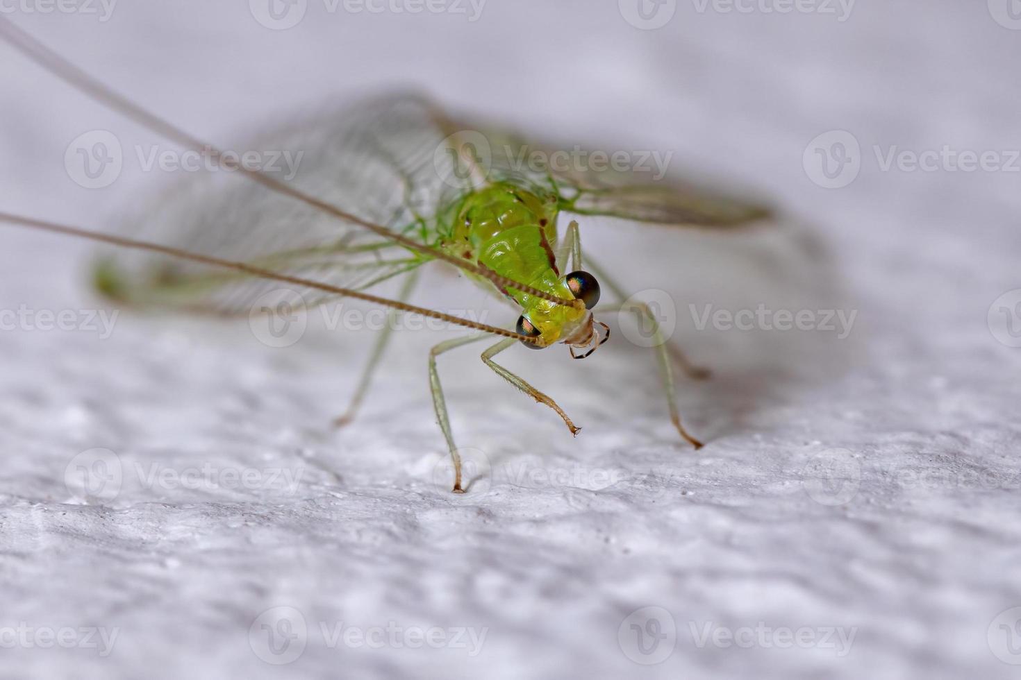 chrysope verte typique adulte photo