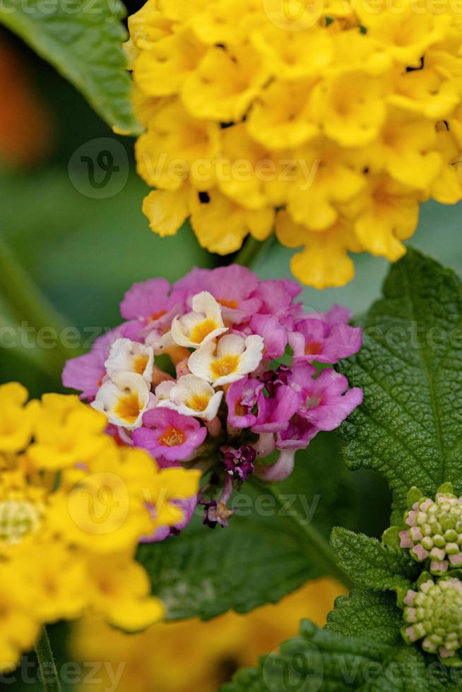 fleur de lantana commun photo