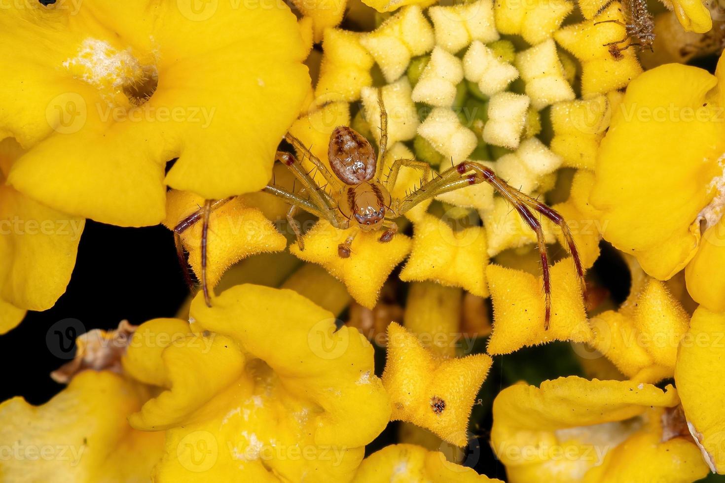 araignée crabe mâle adulte photo