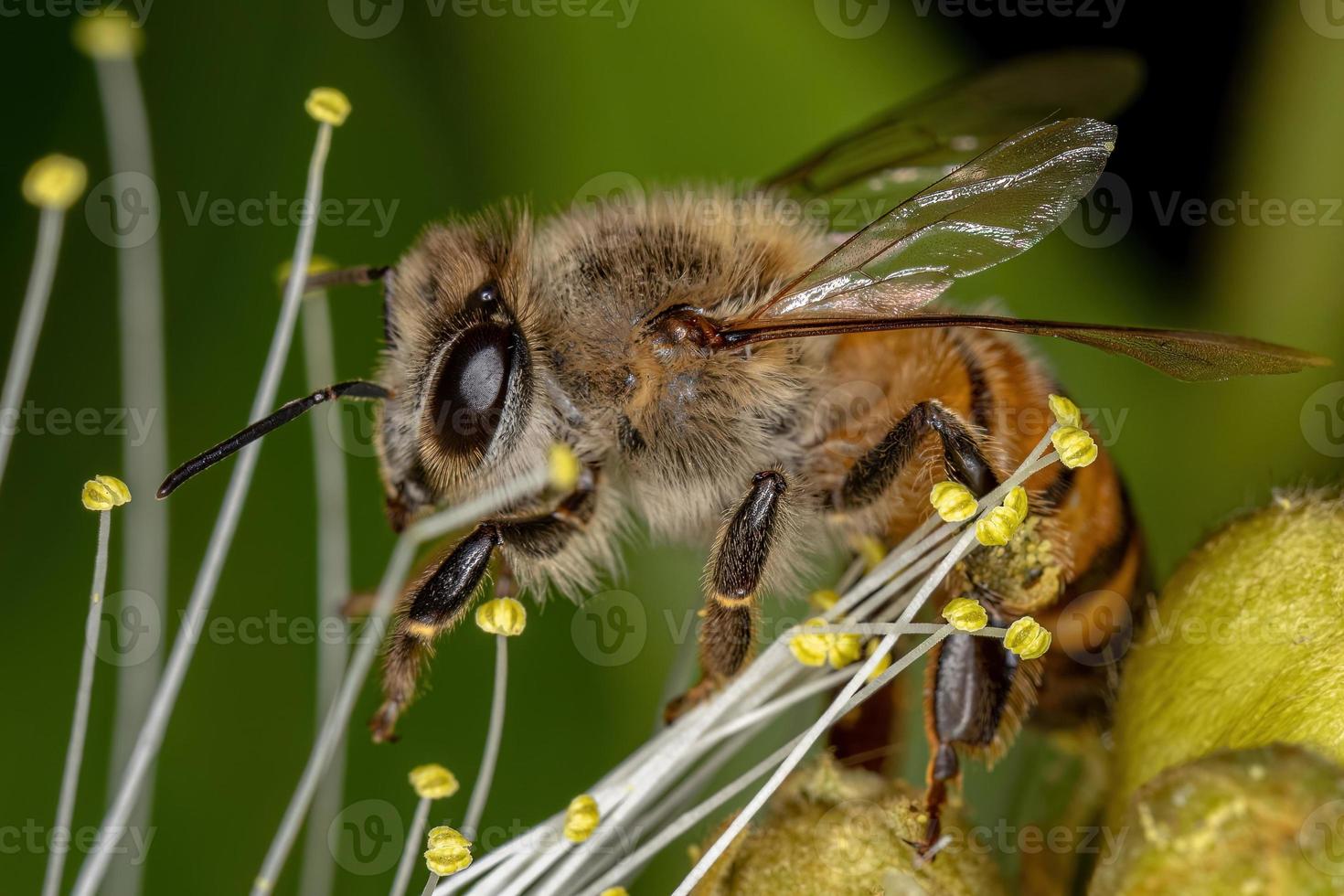 abeille à miel occidentale adulte photo