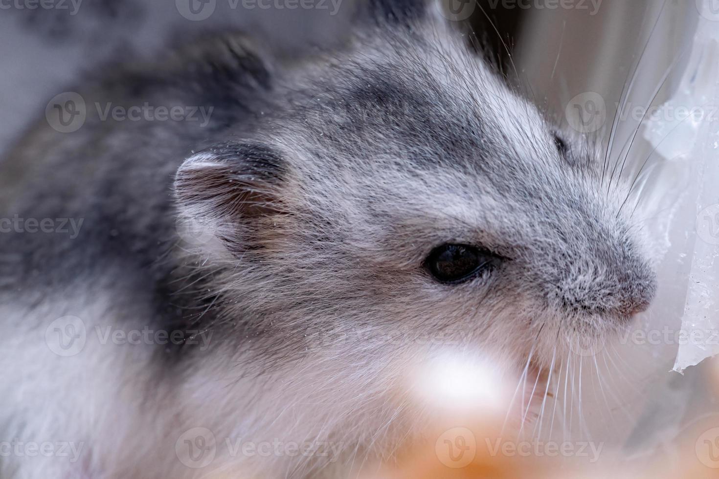 le hamster nain de Campbell photo