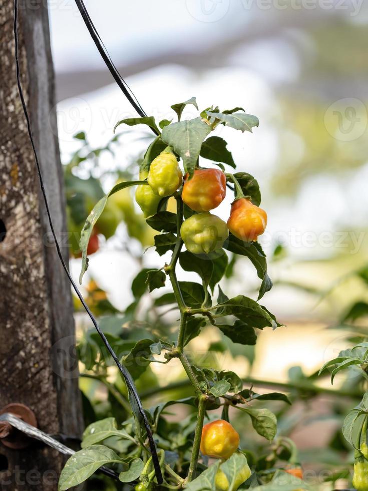 plantes de poivre avec des fruits photo