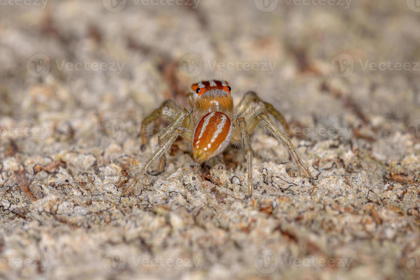 petite araignée sauteuse mâle photo