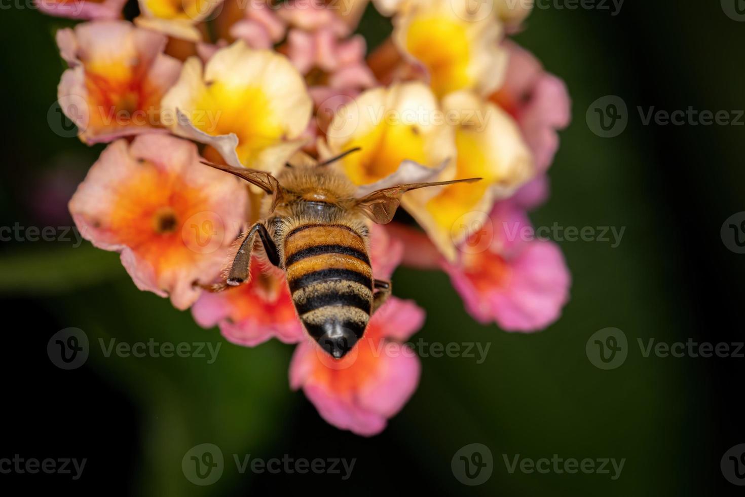 abeille à miel occidentale adulte photo