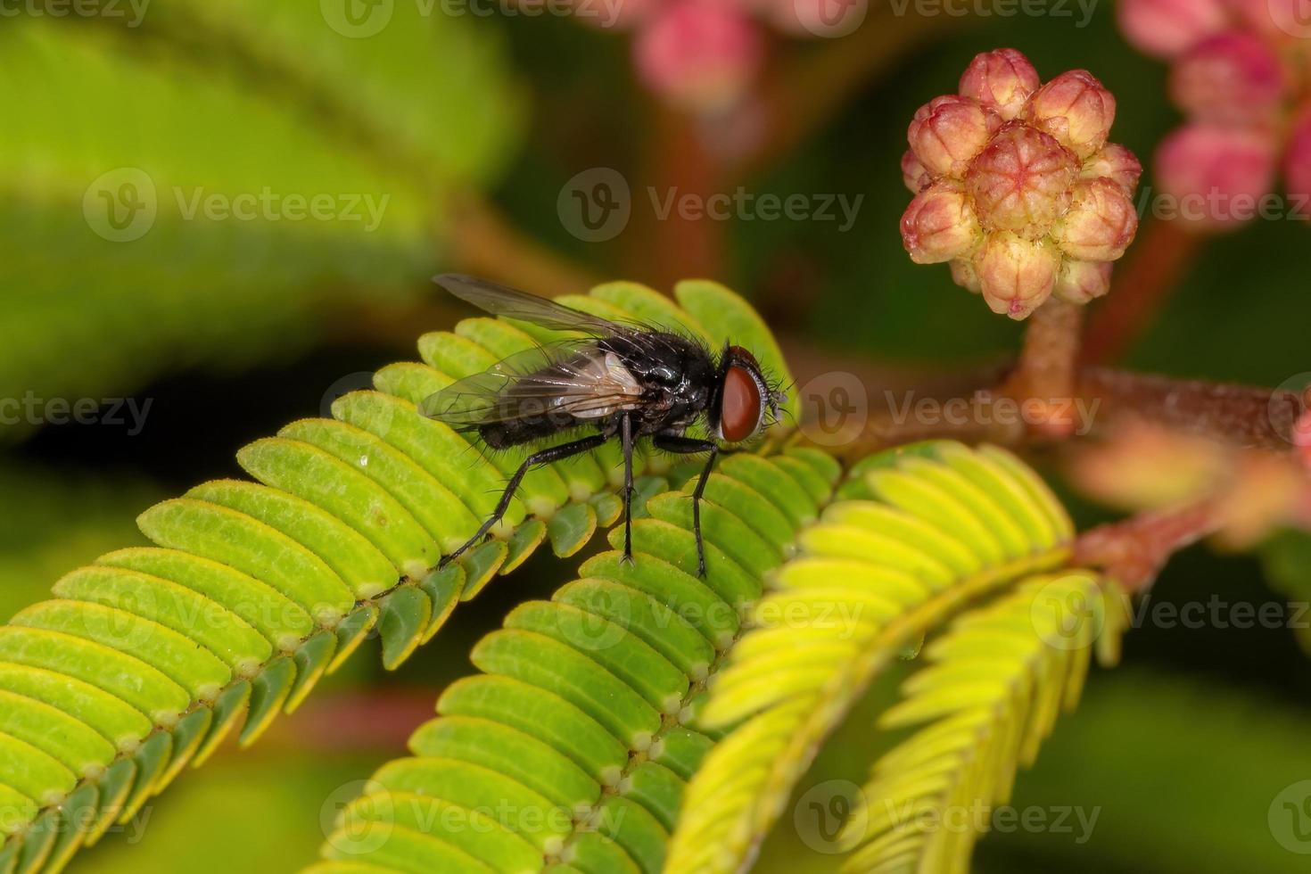 mouche à poils adulte photo