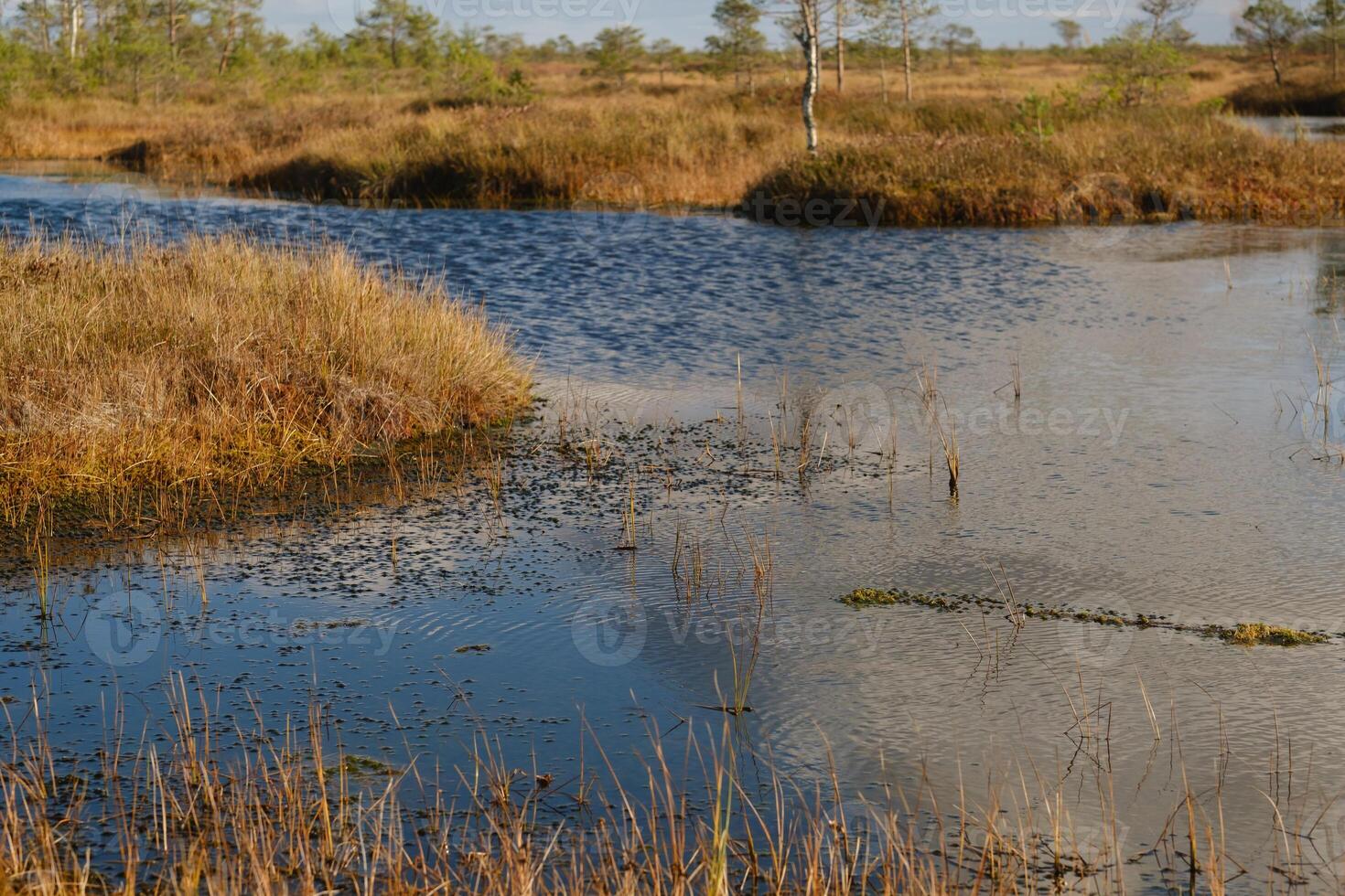 des lacs dans le marais dans le elnia la nature réserve, Biélorussie, l'automne. les écosystèmes environnement problèmes climat changement photo