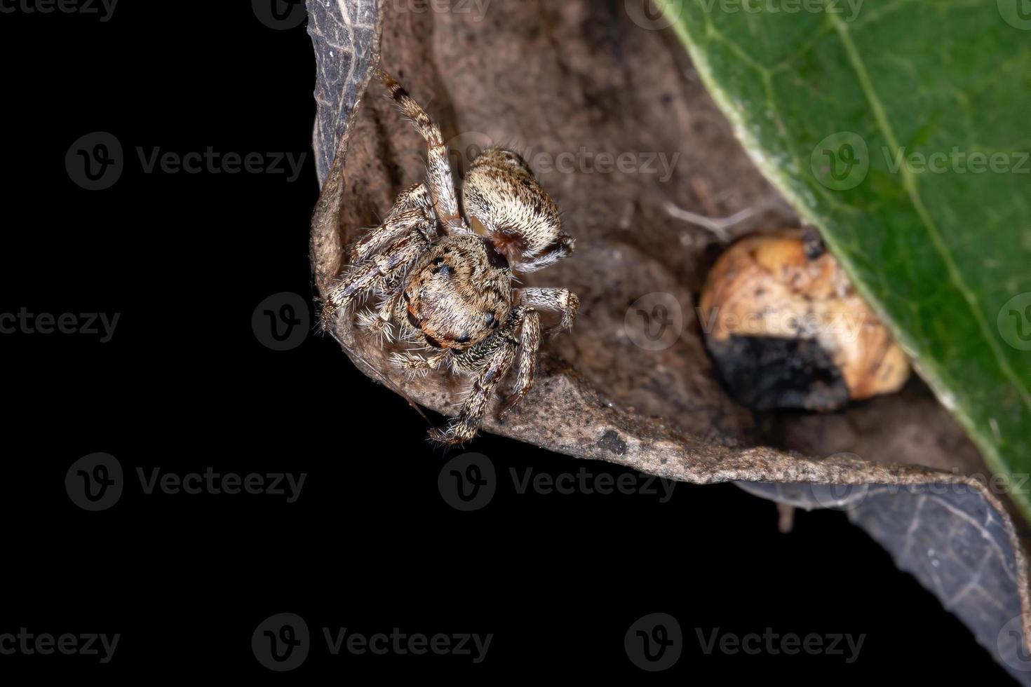 araignée sauteuse adulte photo