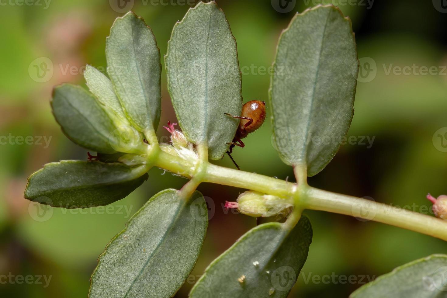 nymphe de punaise inodore photo