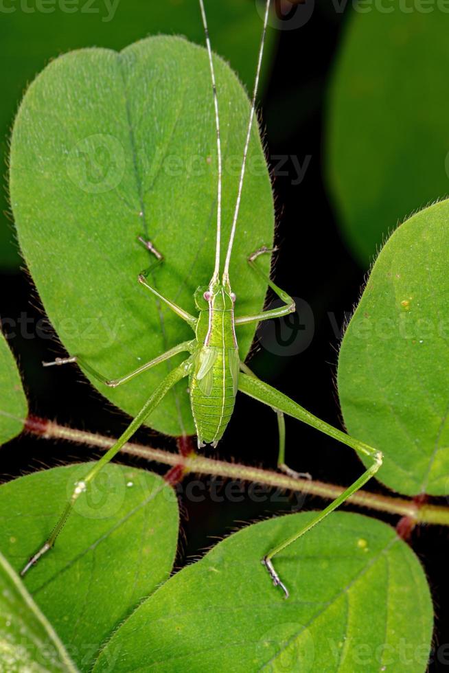 phanéroptérine verte katydid photo