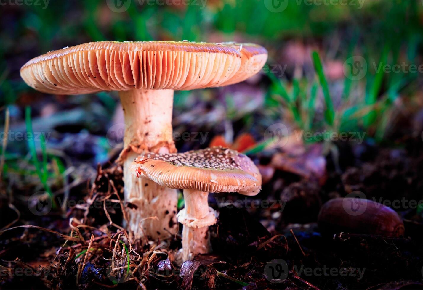 récolte de champignons mon chéri champignon armillaria mellea une famille de comestible champignons dans le l'automne forêt. photo