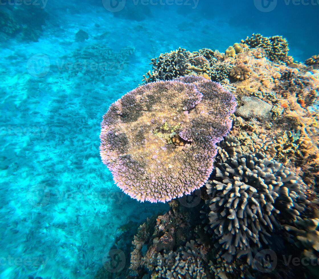 magnifique habitants de le sous-marin monde dans le corail récif de le rouge mer photo