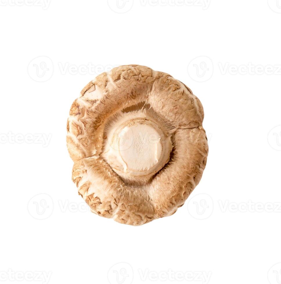 Haut vue de Frais ou sec shiitake champignon isolé sur blanc Contexte avec coupure chemin photo