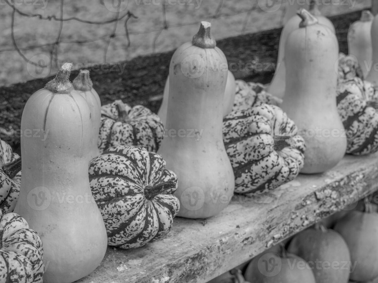 citrouilles dans le allemand westphalie photo