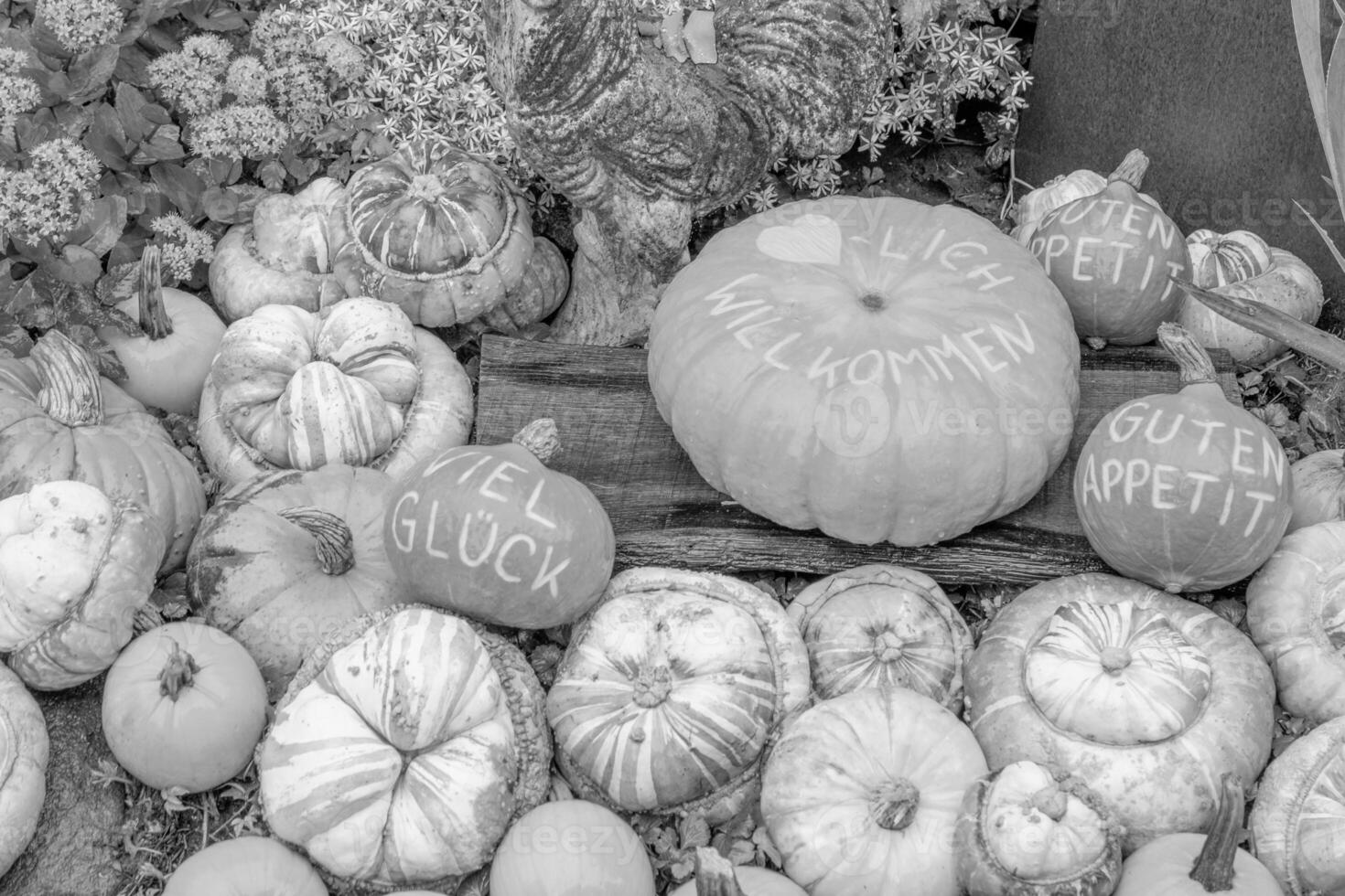 citrouilles dans le allemand westphalie photo