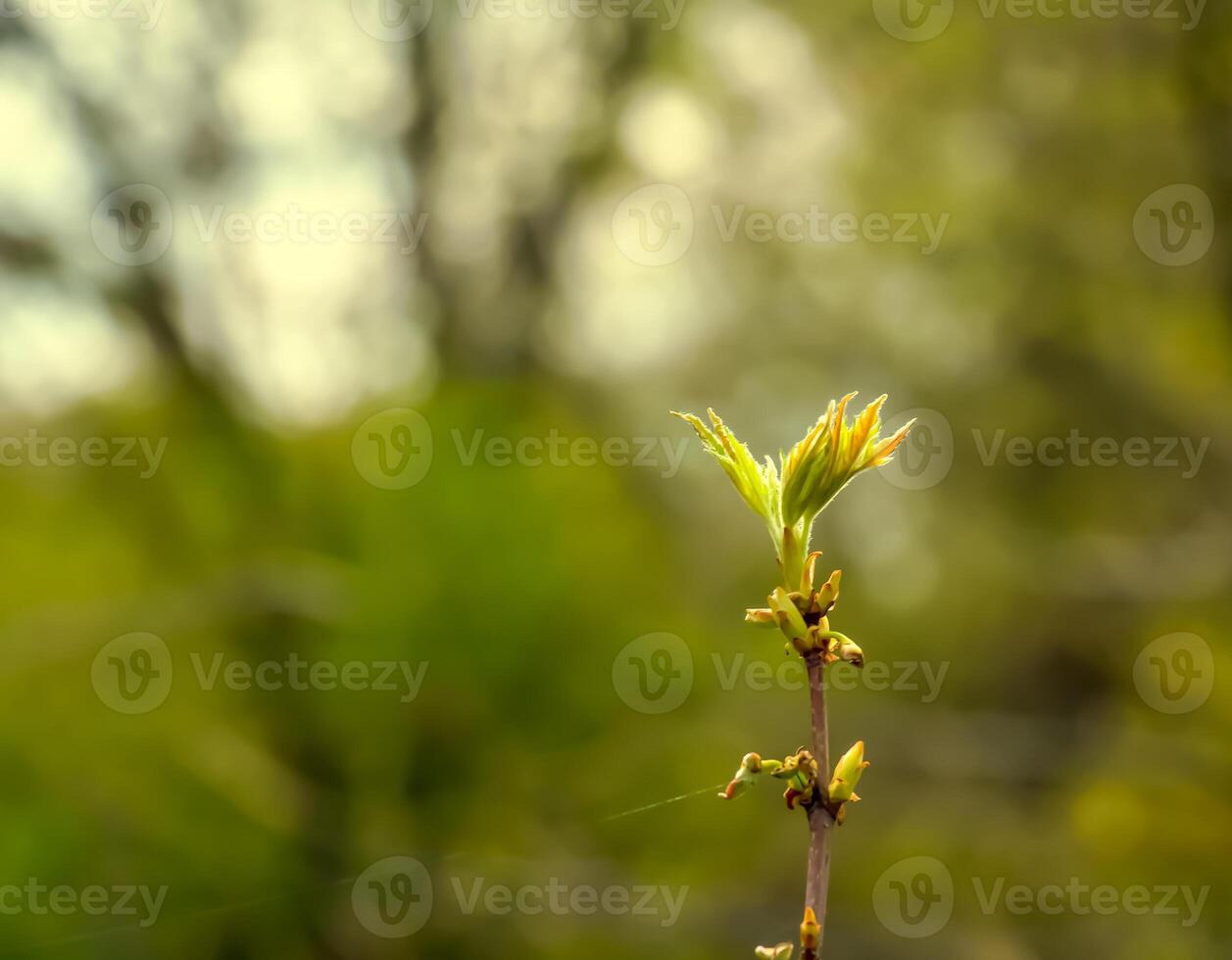 feuilles et des graines de le champ érable ou Acer camper dans de bonne heure printemps. photo