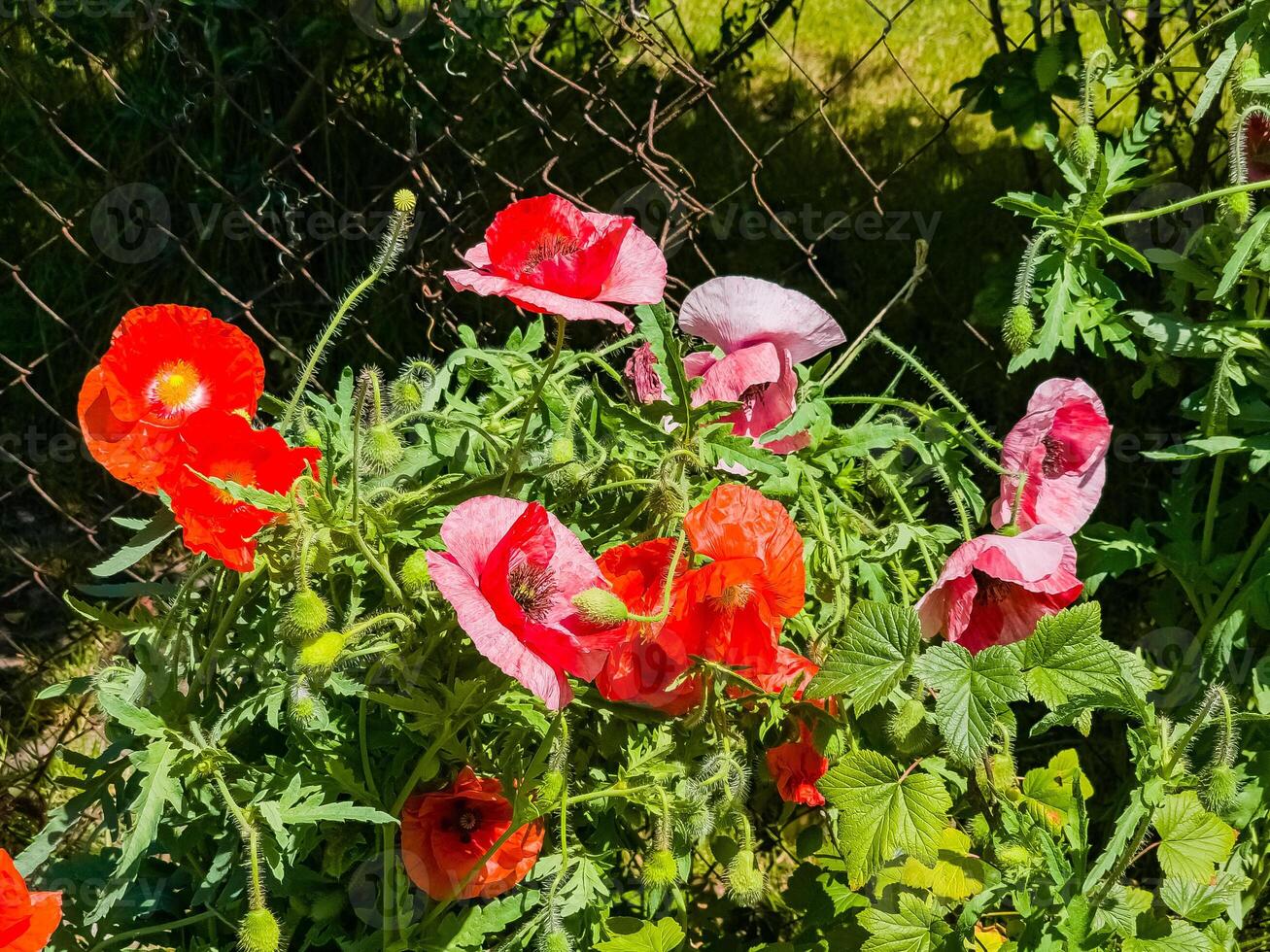 papaver, commun coquelicot, groupe de coquelicot fleurs proche en haut, sélectif concentrer photo