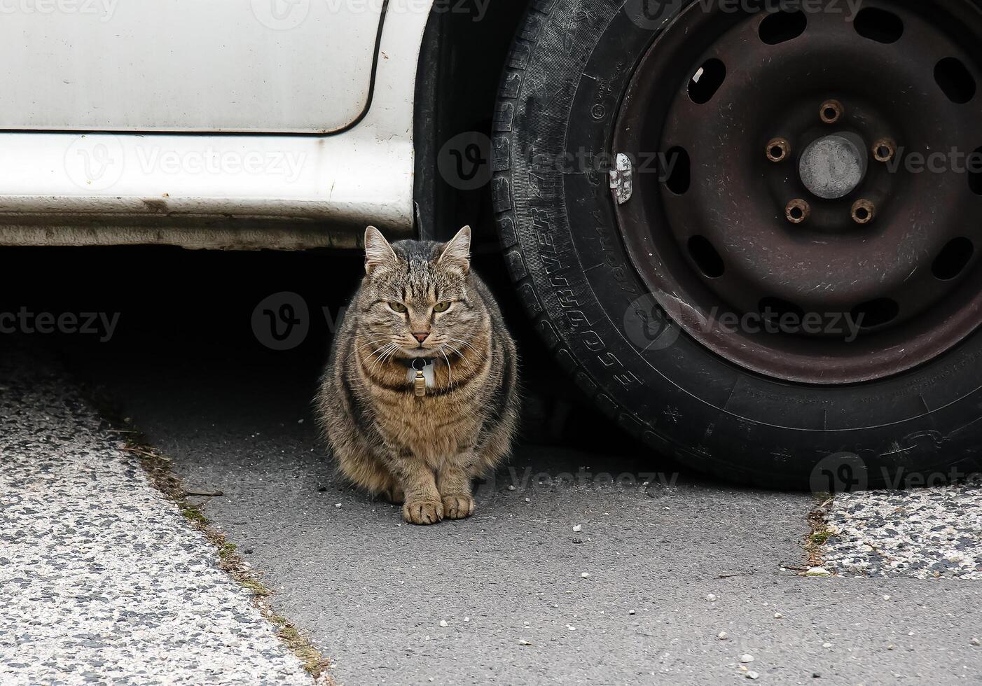 une rayé chat est assis en dessous de une voiture roue. photo