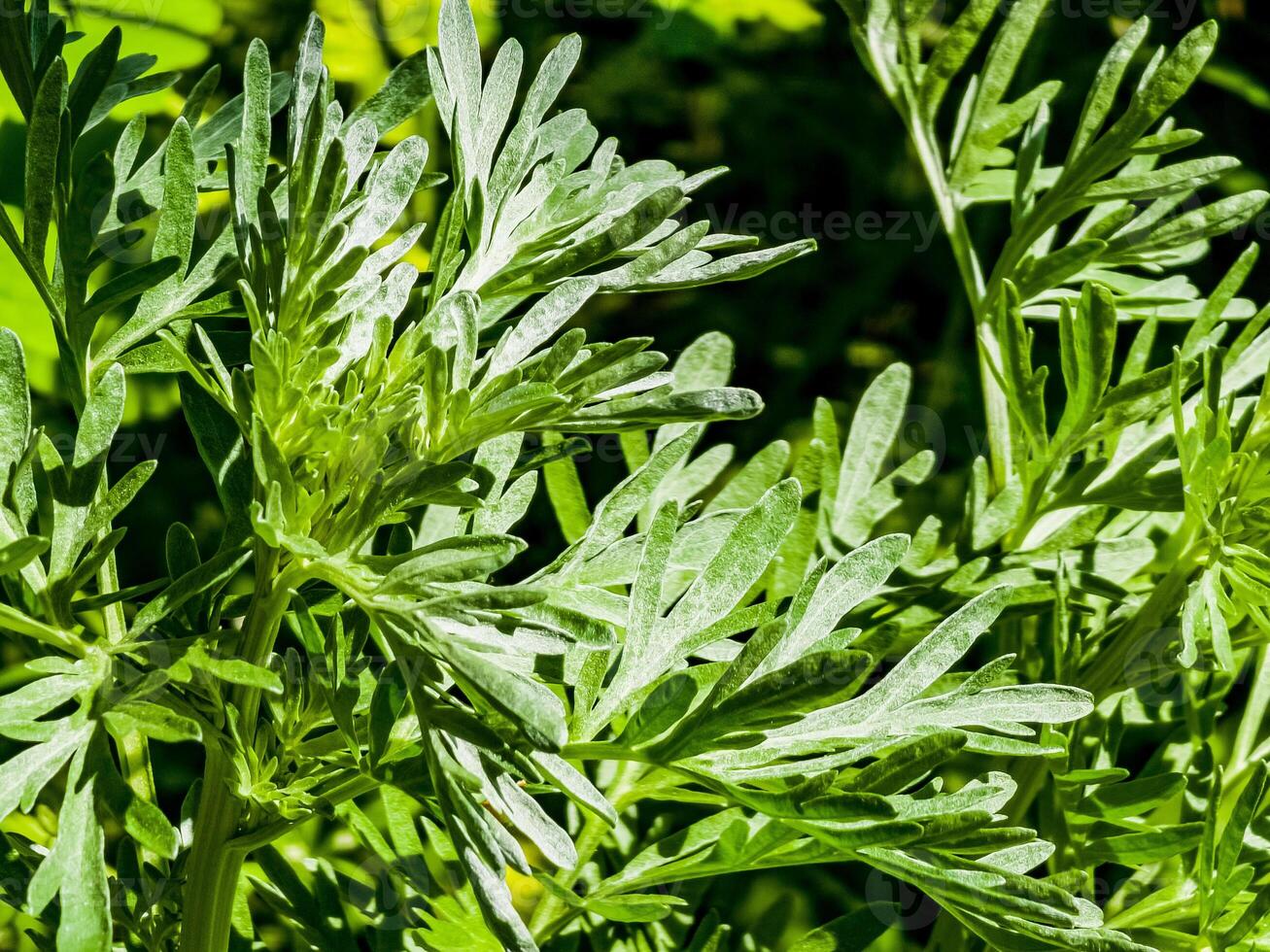 artemisia l'absinthe, Absinthe, l'absinthe, Absinthe armoise, armoise usine, proche en haut photo