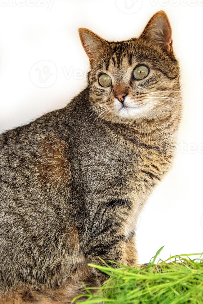 mignonne tigré chat fermer sur blanc Contexte. photo