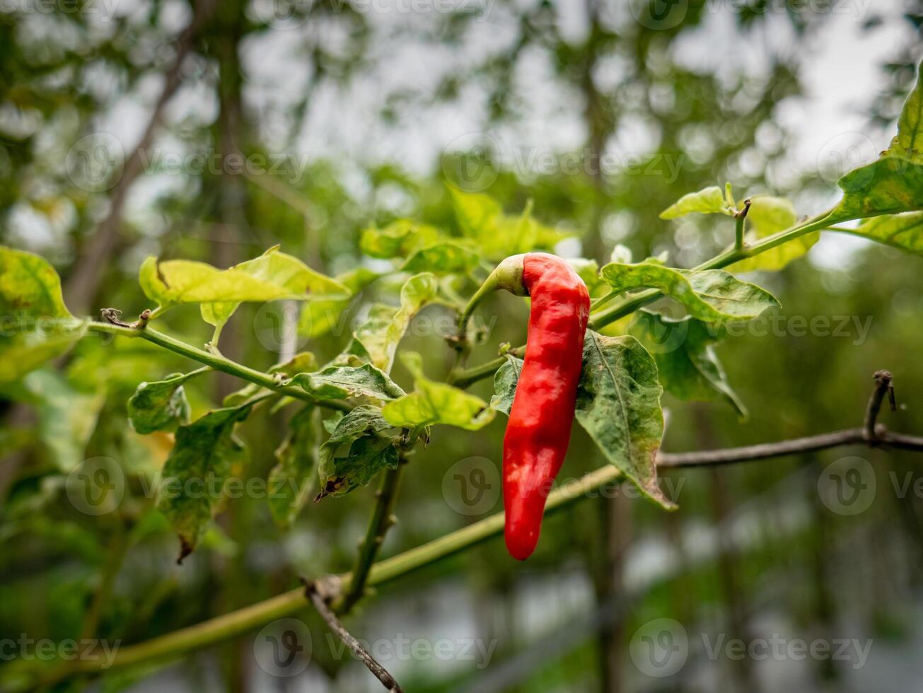 rouge le Chili pendaison sur le arbre attendre à être récolté photo